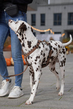 Wodoodporne szelki guard - Psiumpel