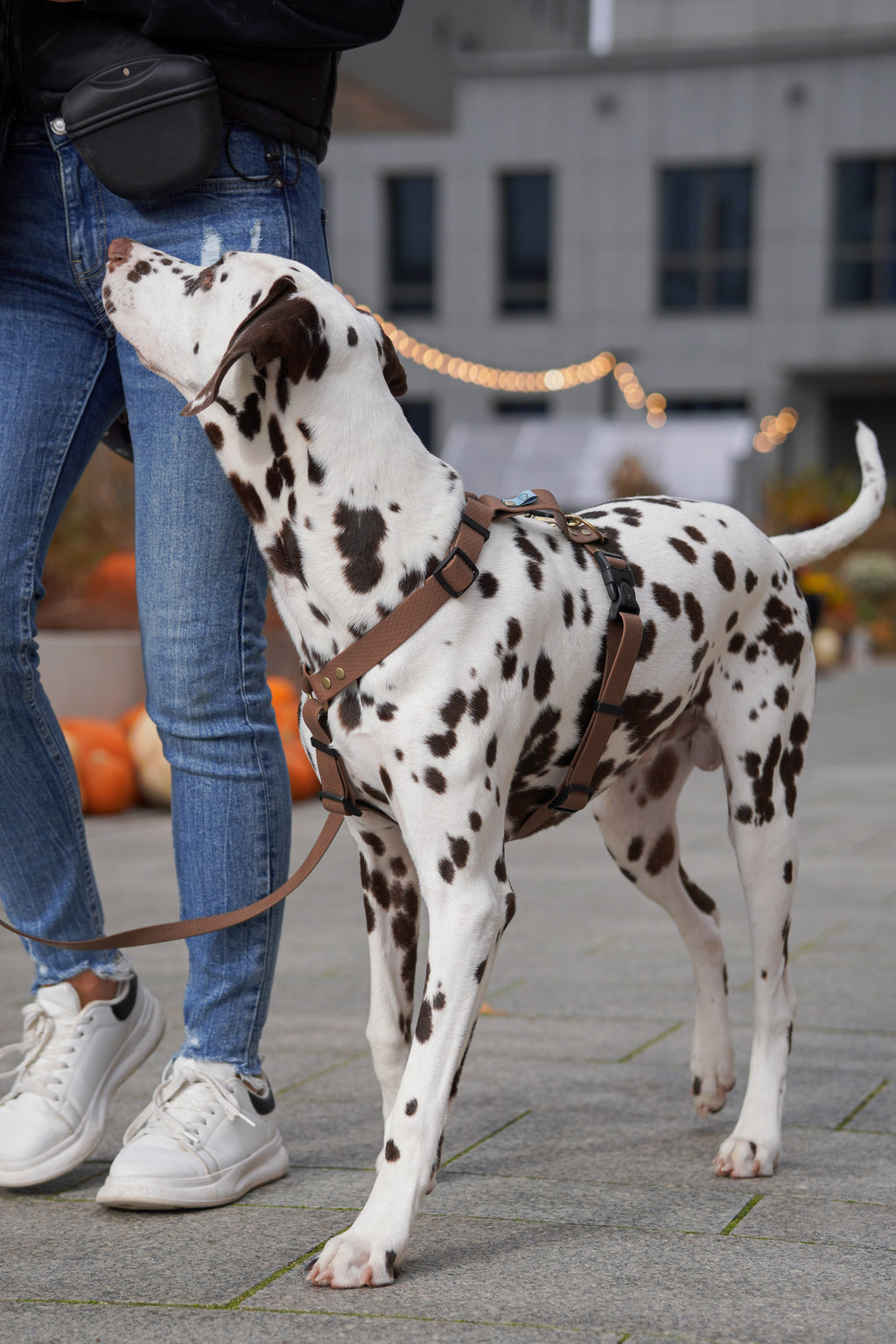 Szelki wodoodporne typu guard Psiumpel, dla Psa i Ciebie