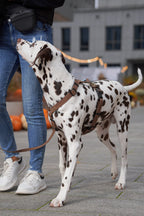 Szelki wodoodporne typu guard Psiumpel, dla Psa i Ciebie