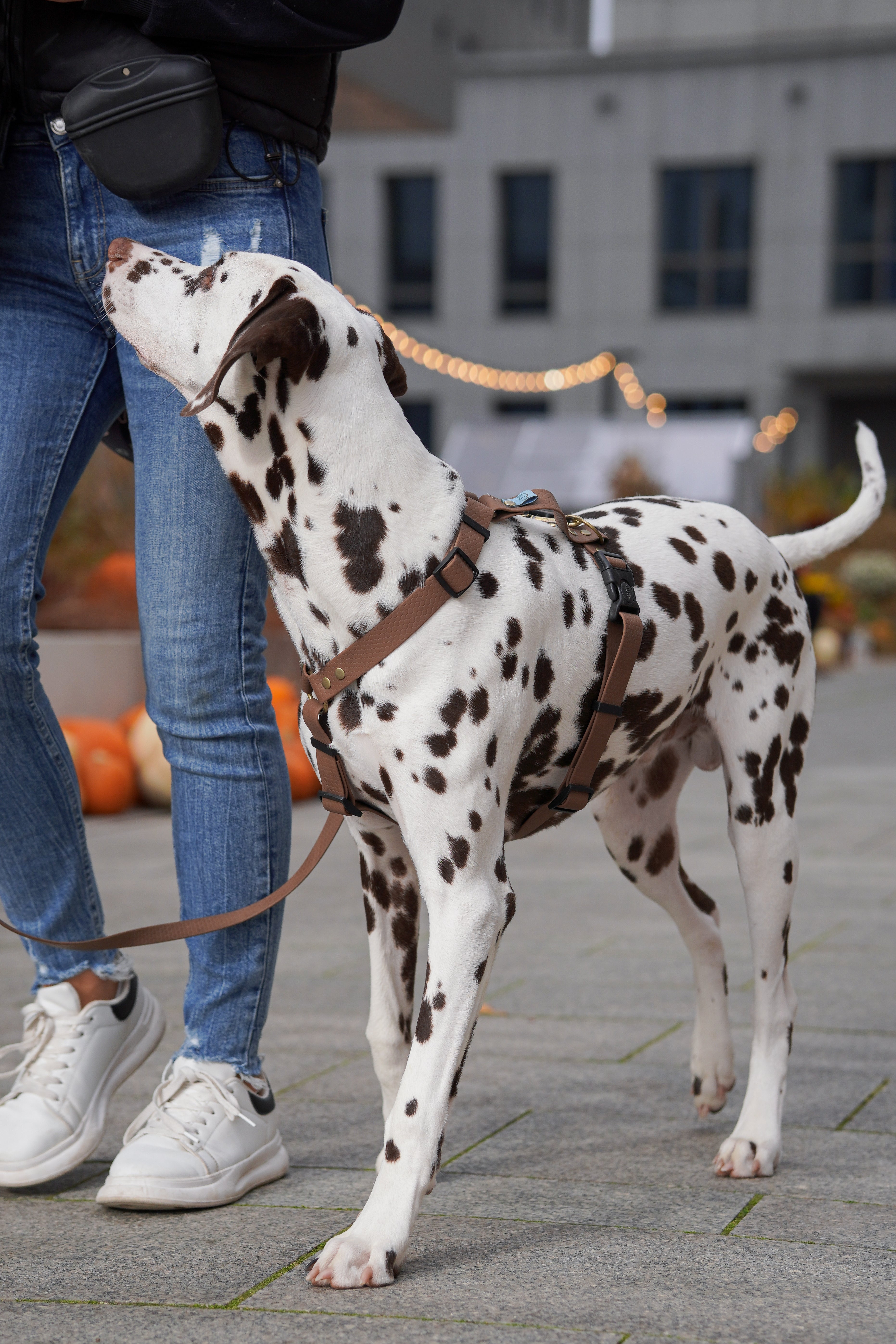 Szelki wodoodporne typu guard Psiumpel, dla Psa i Ciebie