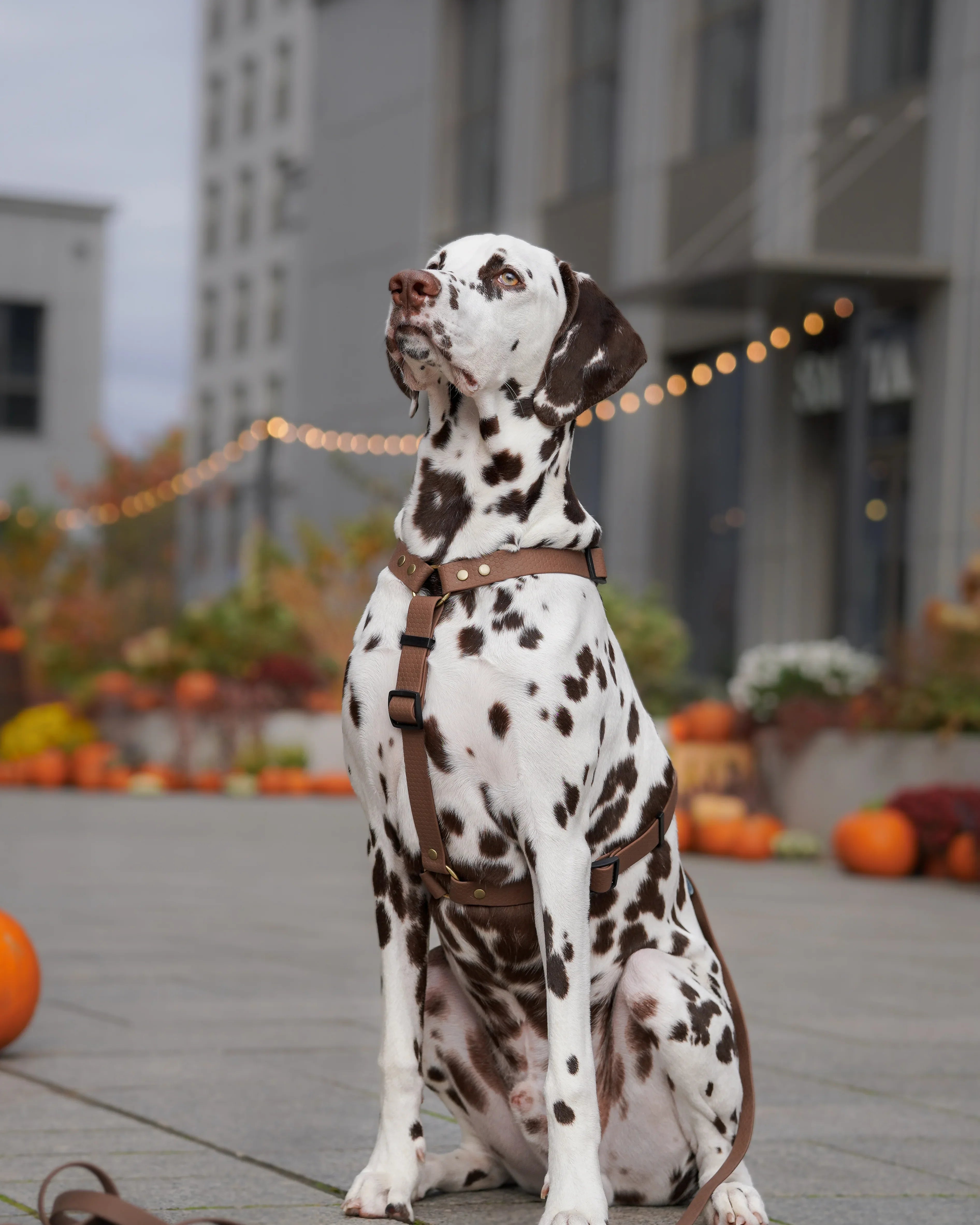 Wodoodporne szelki guard - Psiumpel