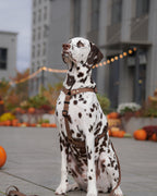 Szelki wodoodporne typu guard Psiumpel, dla Psa i Ciebie