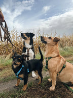 Wodoodporne szelki guard - Psiumpel