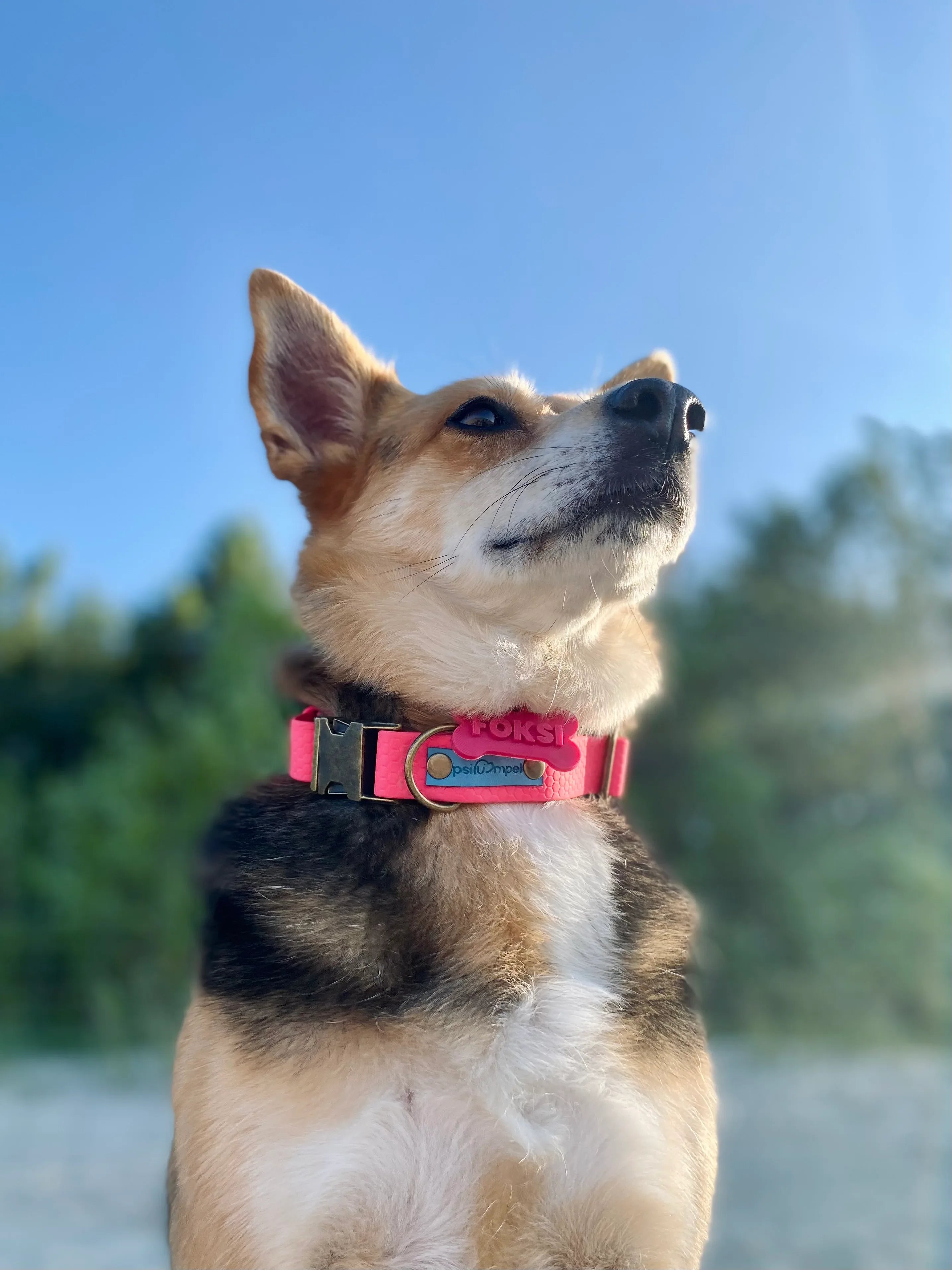 Wodoodporna obroża z klamrą - Psiumpel