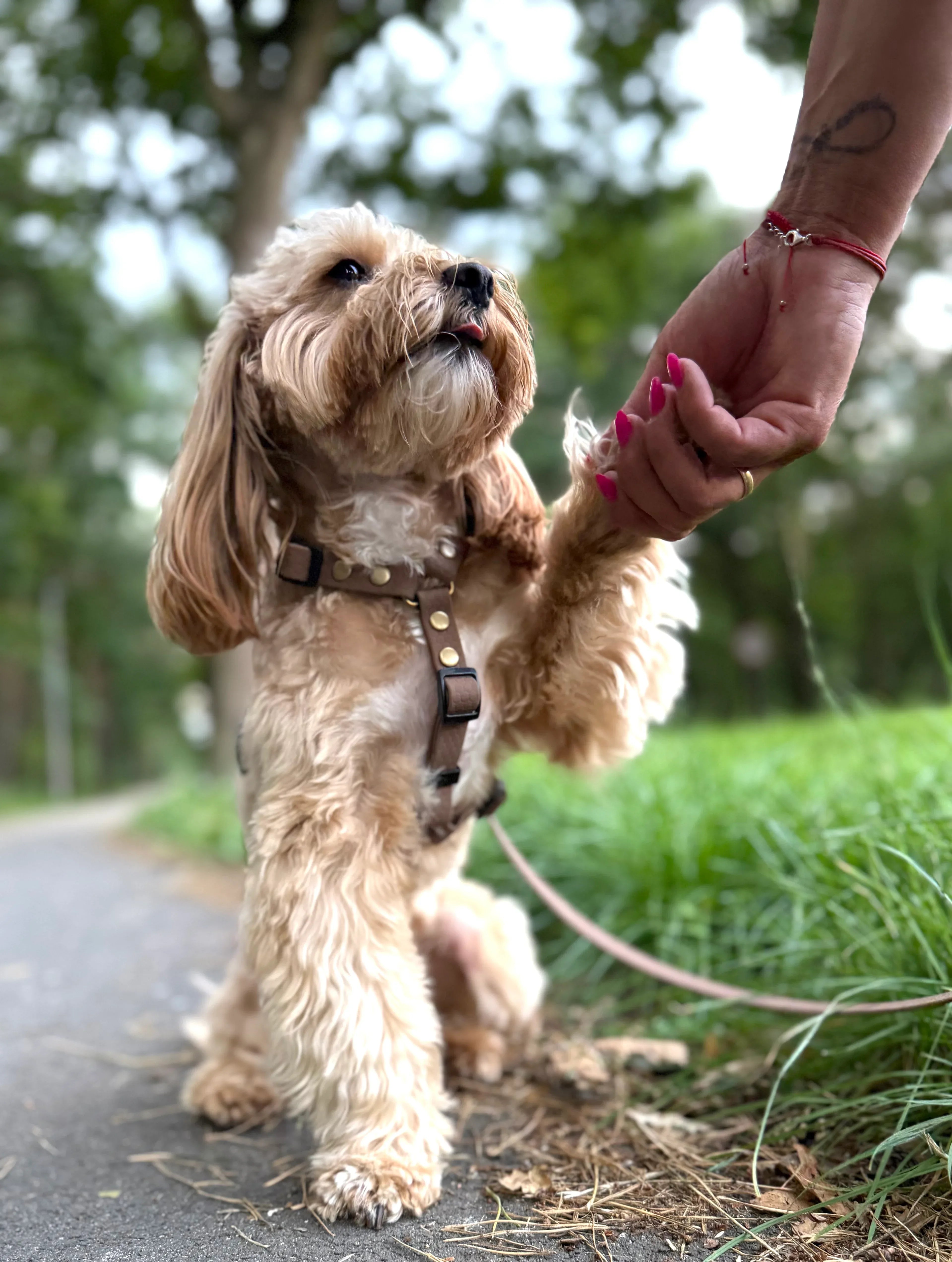 Wodoodporne szelki guard - Psiumpel