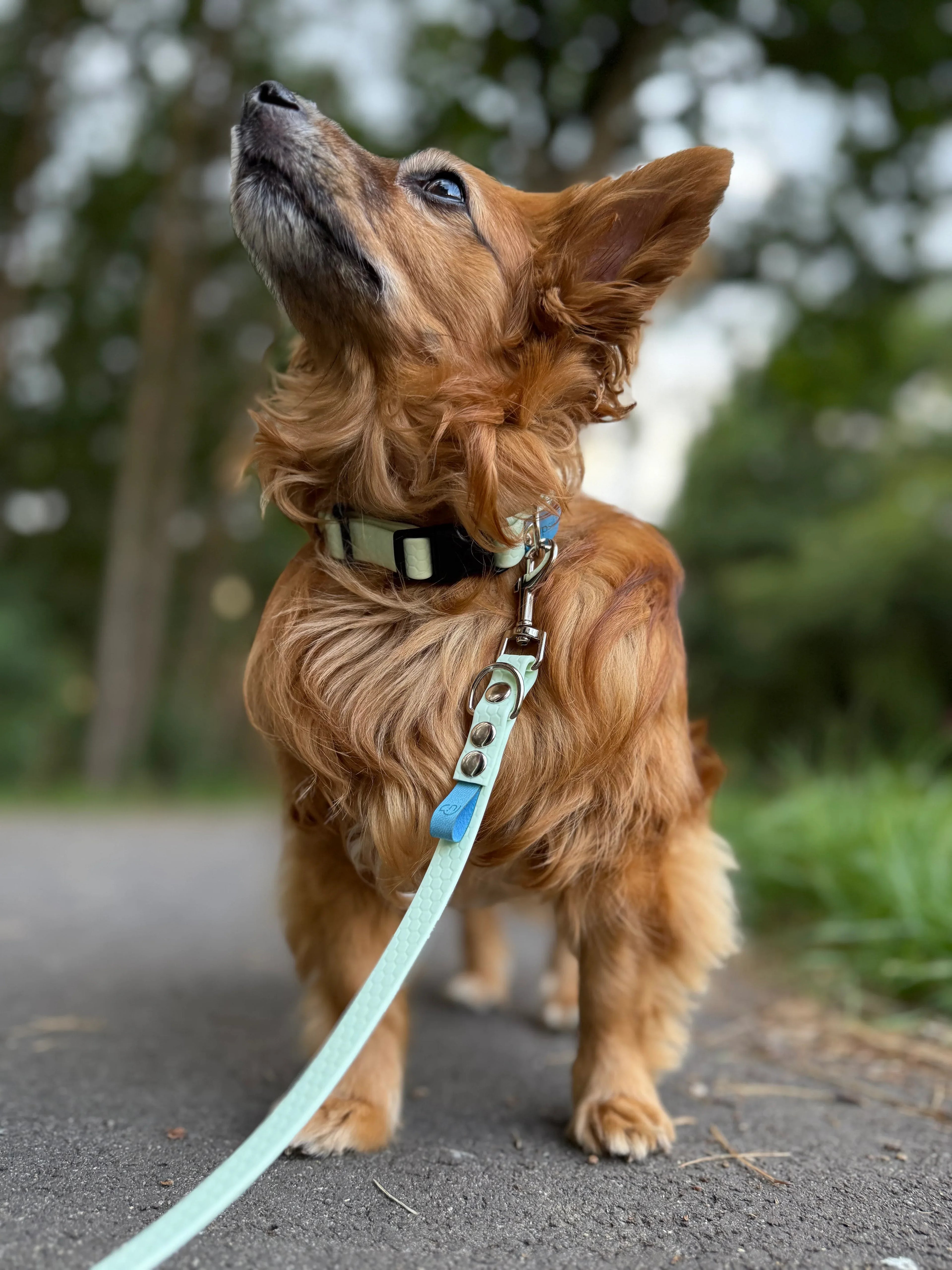 Wodoodporna obroża z klamrą - Psiumpel