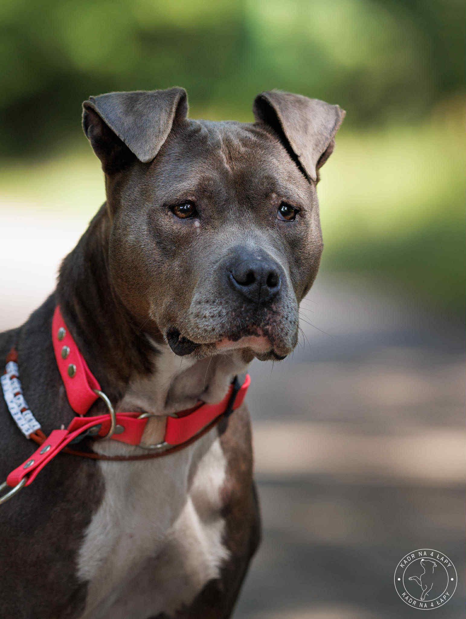 Wodoodporna obroża półzaciskowa - Psiumpel