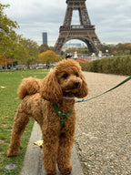 Wodoodporne szelki guard - Psiumpel