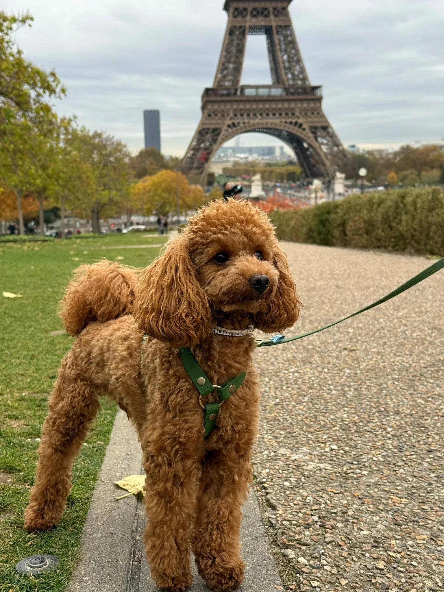 Wodoodporne szelki guard - Psiumpel